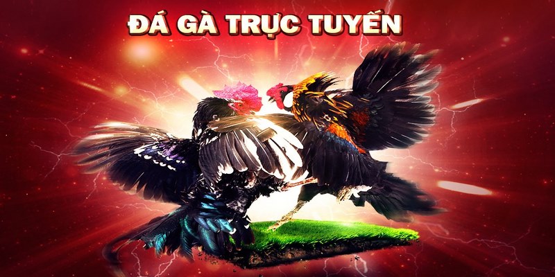 Đá Gà Trực Tuyến Thomo - Thánh Địa Chọi Kê Số 1 Những hình thức chọi kê phổ biến tại trường đấu Thomo
