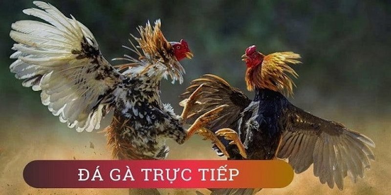 Trực Tiếp Đá Gà Casino - Các Trận Đấu Thần Kê Đỉnh Cao Tổng hợp các hình thức trực tiếp đá gà casino phổ biến