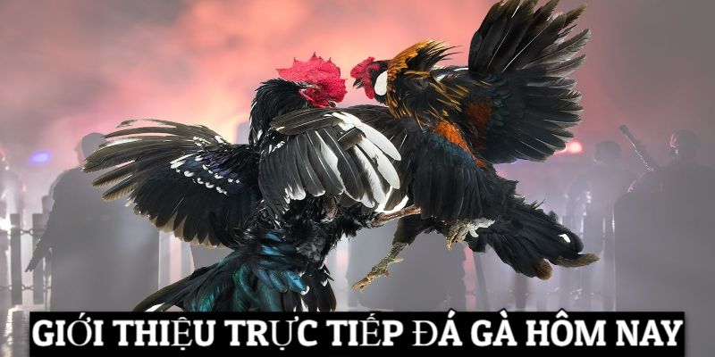 Kinh Nghiệm Trực Tiếp Đá Gà Hôm Nay Bất Bại Từ Chuyên Gia Sơ lược về trực tiếp đá gà hôm nay tại 789BET