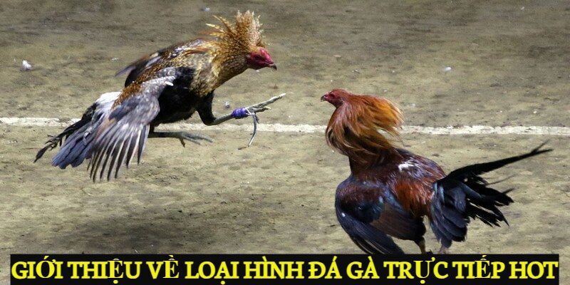 Đá Gà Trực Tiếp - Sảnh Game Đá Gà HOT Nhất Năm 2024 Giới thiệu về loại hình đá gà trực tiếp HOT