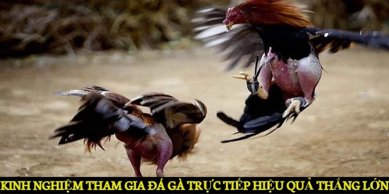 Đá Gà Trực Tiếp - Sảnh Game Đá Gà HOT Nhất Năm 2024 Kinh nghiệm tham gia đá gà trực tiếp hiệu quả và thắng lớn