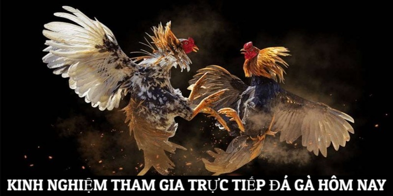 Kinh Nghiệm Trực Tiếp Đá Gà Hôm Nay Bất Bại Từ Chuyên Gia Kinh nghiệm tham gia game trực tiếp đá gà hôm nay