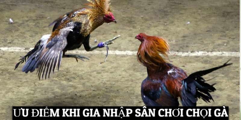 Kinh Nghiệm Trực Tiếp Đá Gà Hôm Nay Bất Bại Từ Chuyên Gia Ưu điểm khi gia nhập sân chơi chọi gà trực tiếp