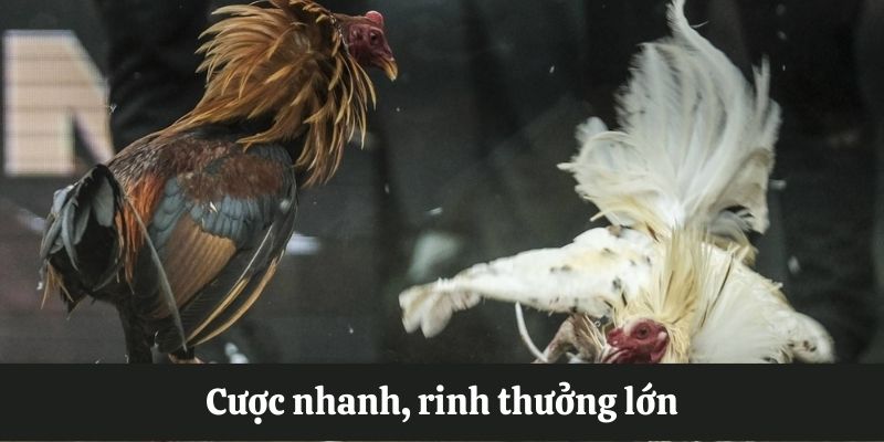 Đá Gà C3 – Giải Trí Nhanh Chóng Với Cơ Hội Săn Bạc Tỷ Cược chọi gà nhanh, rinh thưởng lớn