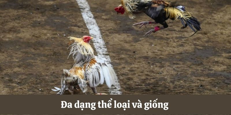Đá Gà C3 – Giải Trí Nhanh Chóng Với Cơ Hội Săn Bạc Tỷ Đá gà C3 đa dạng thể loại và giống