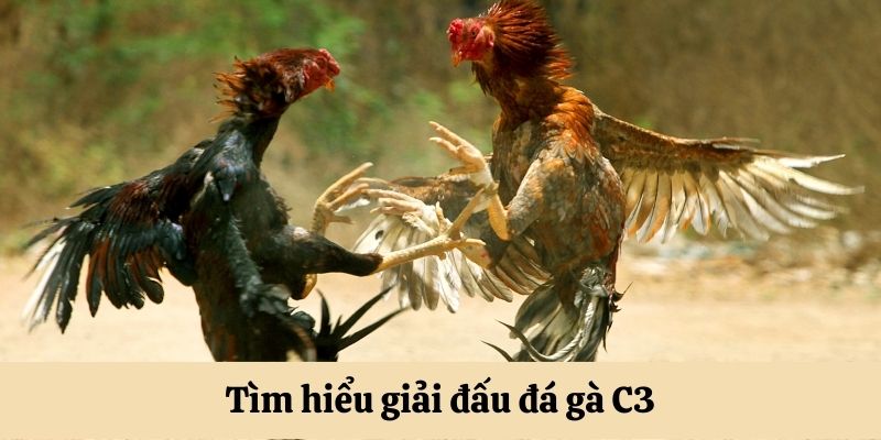 Đá Gà C3 – Giải Trí Nhanh Chóng Với Cơ Hội Săn Bạc Tỷ Tìm hiểu giải đấu đá gà C3