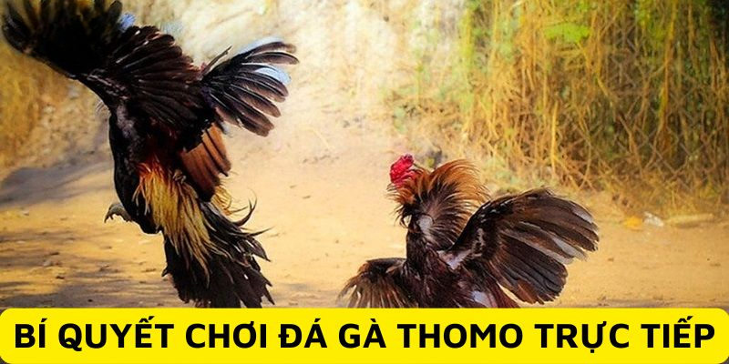 Đá Gà Thomo Trực Tiếp - Hình Thức Dự Đoán Tỷ Số Chuẩn Xác Học hỏi mẹo chơi đá gà thomo trực tiếp