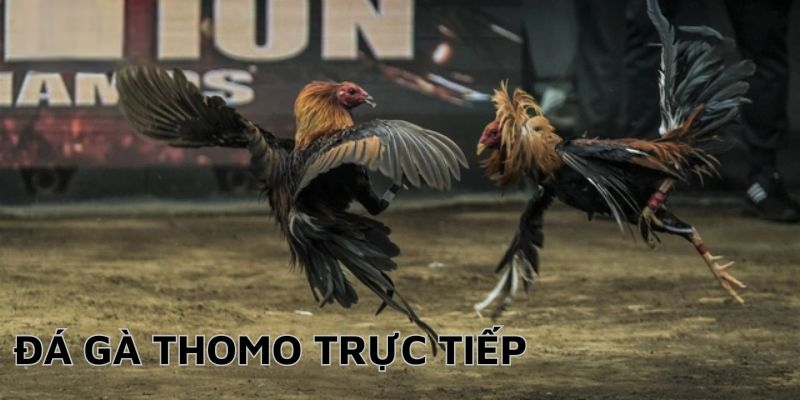 Đá Gà Thomo Trực Tiếp - Hình Thức Dự Đoán Tỷ Số Chuẩn Xác Đá gà thomo trực tiếp rất thu hút
