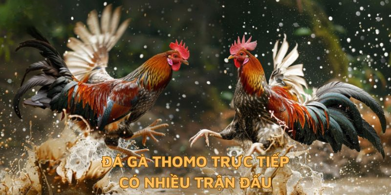 Đá Gà Thomo Trực Tiếp - Hình Thức Dự Đoán Tỷ Số Chuẩn Xác Đá gà thomo trực tiếp có nhiều trận đấu hay