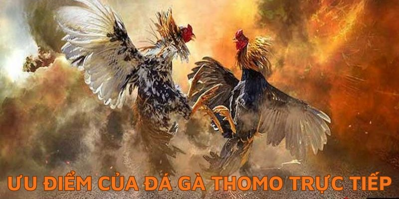 Đá Gà Thomo Trực Tiếp - Hình Thức Dự Đoán Tỷ Số Chuẩn Xác Lý do nên chơi đá gà thomo trực tiếp